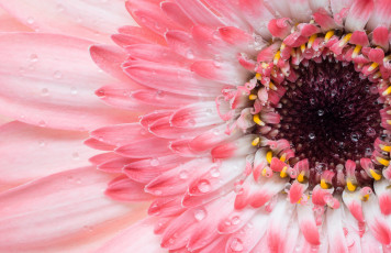 Картинка цветы герберы гербера лепестки цветок