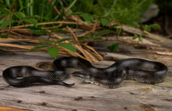 Картинка животные змеи +питоны +кобры змея