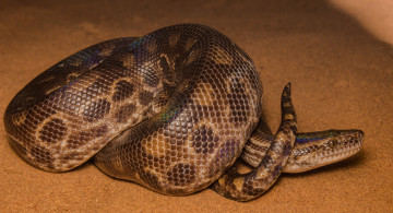 Картинка животные змеи +питоны +кобры змея