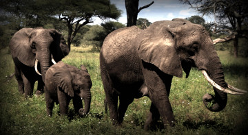 Картинка животные слоны слон