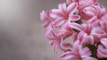 Картинка цветы гиацинты макро лепестки серый крупный план фон