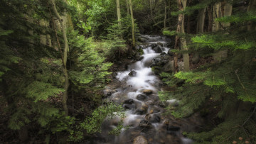 Картинка природа лес речка