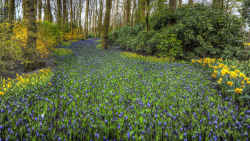 Картинка природа луга простор