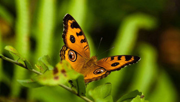 Картинка животные бабочки +мотыльки +моли бабочка