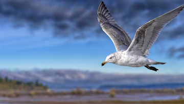 Картинка животные Чайки +бакланы +крачки птичка