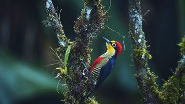 Картинка животные дятлы птичка