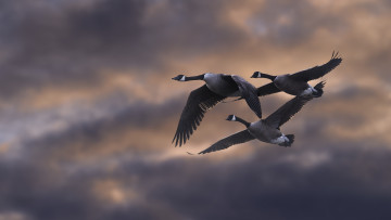 Картинка животные гуси птичка