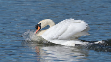 Картинка животные лебеди плывет вода перья лебедь