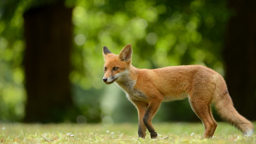 Картинка животные лисы дикая природа рыжая фон фауна поляна боке стволы мордочка трава лес лиса