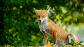 Картинка животные лисы лиса лес рыжая солнечно портрет природа боке поляна фон зелень ярко норный зверь сидит трава