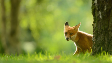 Картинка животные лисы трава лиса портрет лес солнечно рыжая природа фон поляна боке зелень ярко норный зверь сидит
