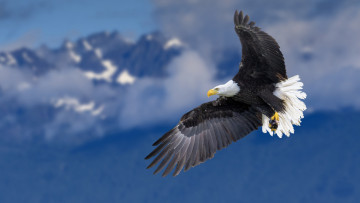 Картинка животные птицы+-+хищники птичка