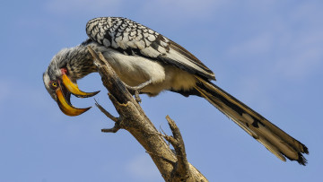 Картинка животные птицы птичка