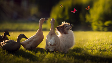 Картинка животные разные+вместе утки трава природа няша бабочки лето насекомые домашние лучи друзья няшность птицы поляна лужайка свет щенок компания собака мило