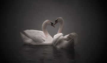 Картинка животные лебеди птицы вода природа