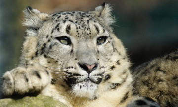 Картинка животные снежный+барс+ ирбис моська окрас шерсть снежный барс