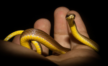 Картинка животные змеи +питоны +кобры змея