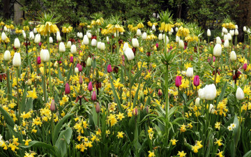 Картинка цветы разные+вместе тюльпаны красные белые желтые лилии нарциссы