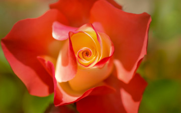 Картинка цветы розы цвет лепестки цветение роза