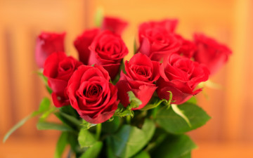 Картинка цветы розы широкоформатные макро