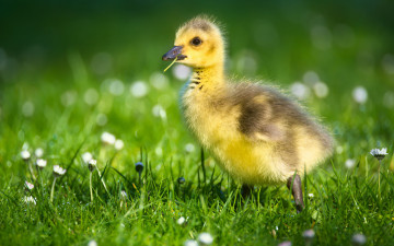 Картинка животные гуси гусь фауна гусёнок ромашки лето цветы птицы гусенок зеленый фон боке трава птенец зелень маленький милый желтый малыш природа