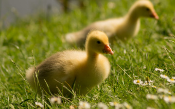 Картинка животные гуси птицы детеныши берег гусёнок гусята гусь парочка поле гусенок ромашки трава малыши лужайка цветы птенцы лето луг