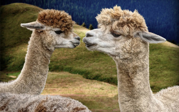Картинка животные ламы лама-дочь и лама-мама глаза лес портрет морды лама природа парнокопытные красотки дуэт модная прическа холмы