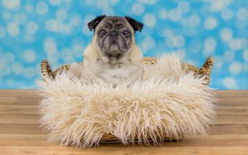 Картинка животные собаки собака взгляд пёсик портрет лежит пол голубой фон боке мех мордашка корзина грустный мопс