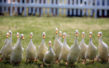 Картинка животные утки птицы природа