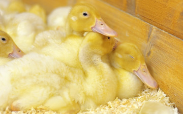 Картинка животные утки уют опилки желтый