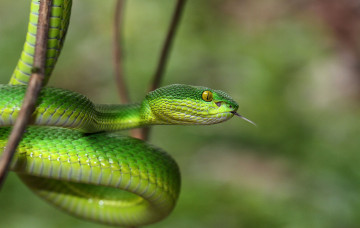 Картинка животные змеи +питоны +кобры змея