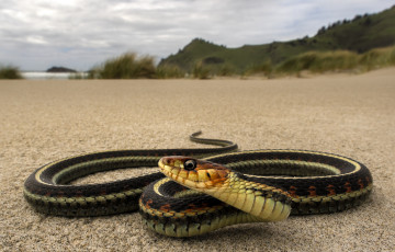 Картинка животные змеи +питоны +кобры змея