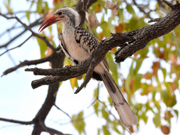 Обои картинки фото животные, птицы, птичка