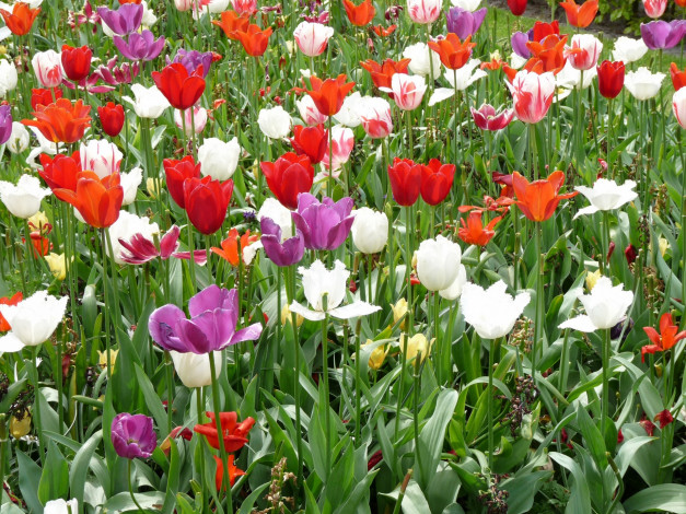 Обои картинки фото цветы, тюльпаны, цветок