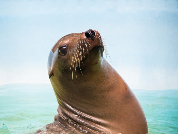 Обои картинки фото животные, морская фауна, котик