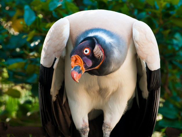 Обои картинки фото животные, птицы - хищники, птица