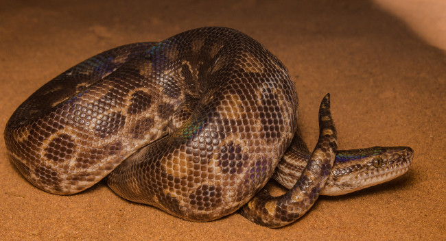 Обои картинки фото животные, змеи,  питоны,  кобры, змея