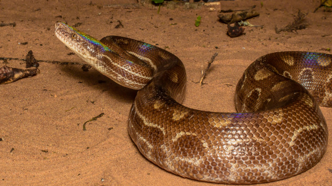 Обои картинки фото животные, змеи,  питоны,  кобры, змея