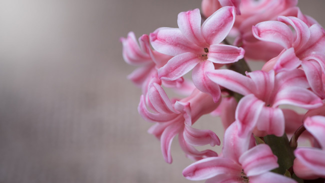 Обои картинки фото цветы, гиацинты, макро, лепестки, серый, крупный, план, фон