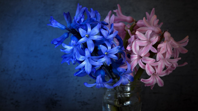 Обои картинки фото цветы, глициния, фон, свет, синие, банка, букет, композиция, натюрморт, гиацинты, розовые, темный