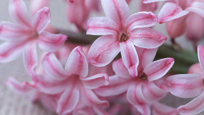 Обои картинки фото цветы, глициния, гиацинты, лепестки, крупный, план, розовые, светлый, фон, макро