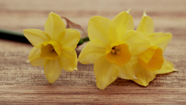 Обои картинки фото цветы, нарциссы, нарцисс