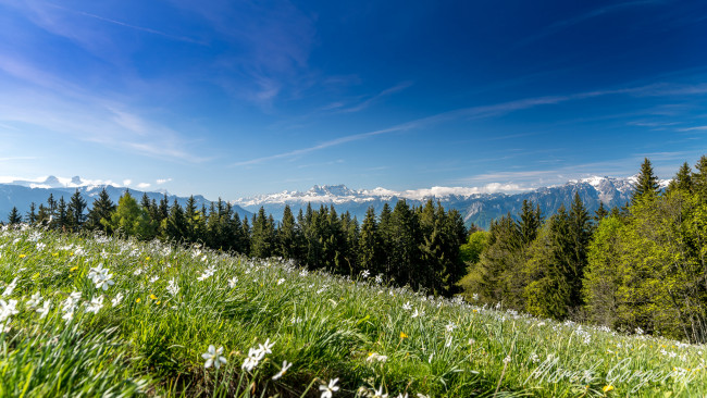 Обои картинки фото природа, луга, простор