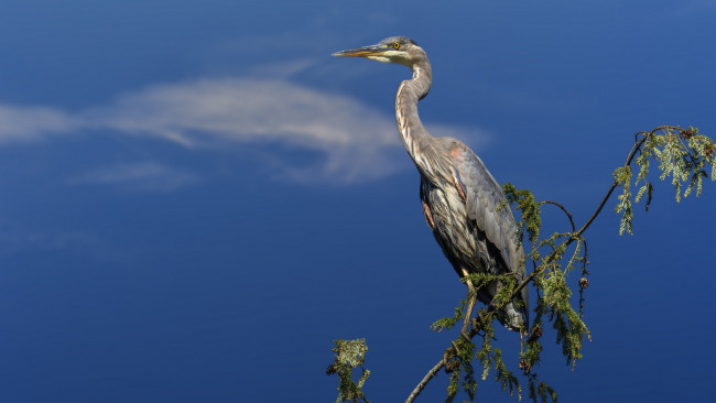 Обои картинки фото животные, цапли,  выпи, птичка