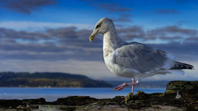 Обои картинки фото животные, Чайки,  бакланы,  крачки, птичка