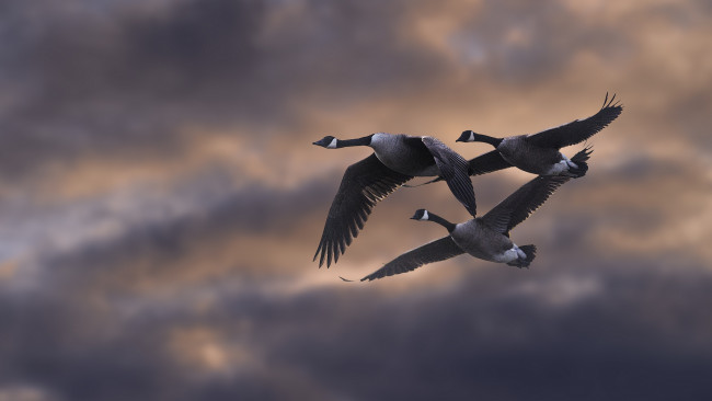 Обои картинки фото животные, гуси, птичка