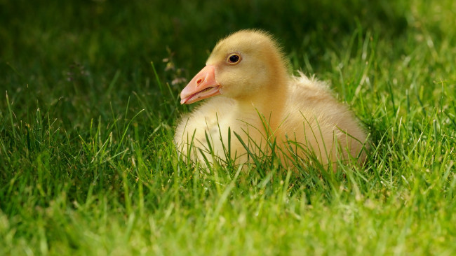 Обои картинки фото животные, гуси, зелень, гусь, фауна, птенец, желтый, гусёнок, птица, лето, птицы, трава, язык, лежит, гусенок, малыш, природа