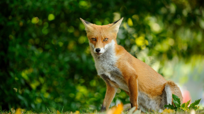 Обои картинки фото животные, лисы, лиса, лес, рыжая, солнечно, портрет, природа, боке, поляна, фон, зелень, ярко, норный, зверь, сидит, трава