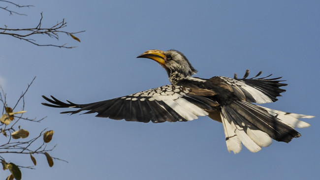 Обои картинки фото животные, птицы, птичка