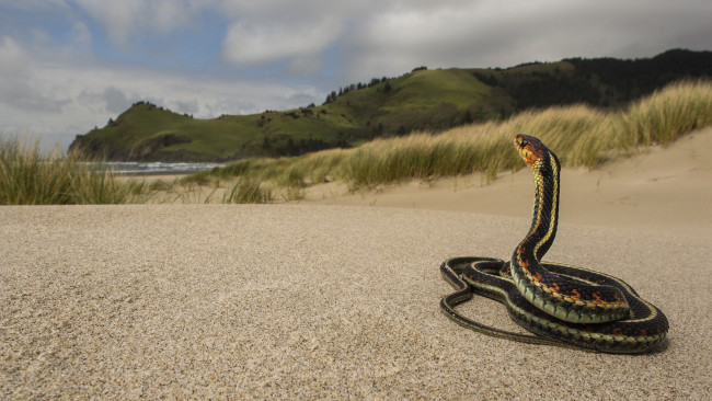 Обои картинки фото животные, змеи,  питоны,  кобры, змея